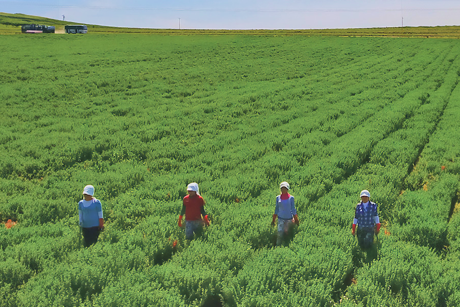 farmers walking through a field