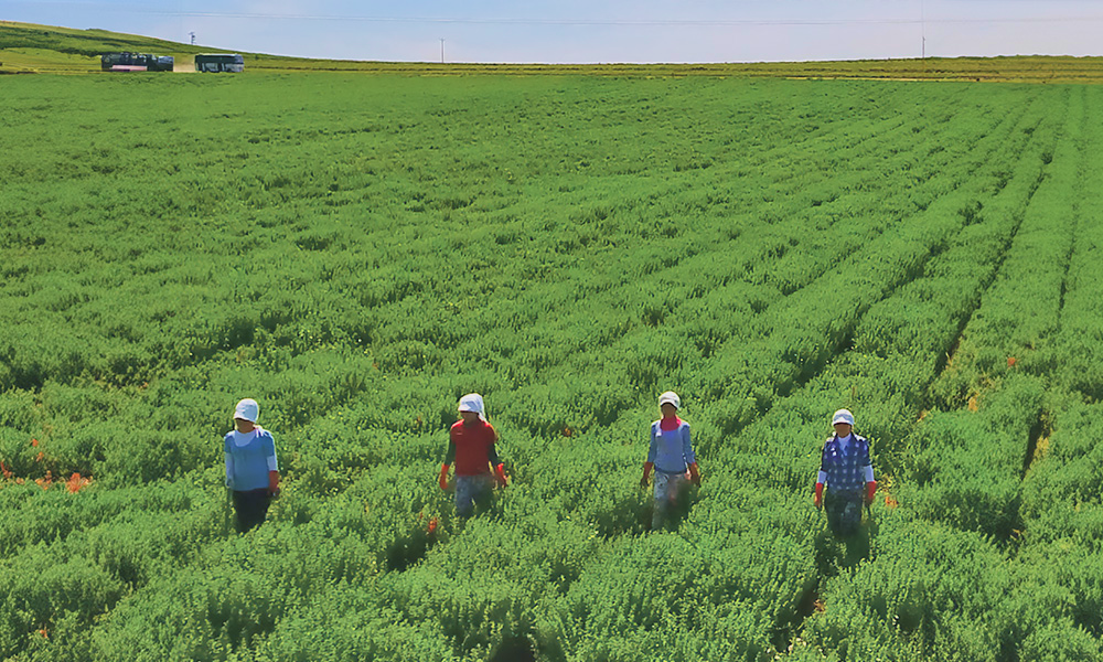 farmers walking through a field